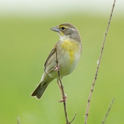 Dickcissel