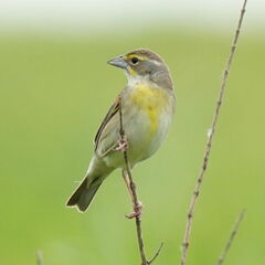 Dickcissel photo 4