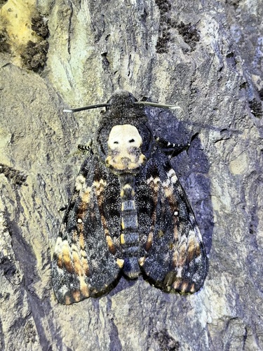 Acherontia atropos