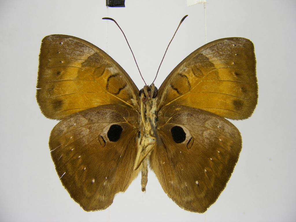 Euriphene melanops