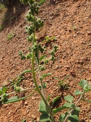 Chenopodium mucronatum