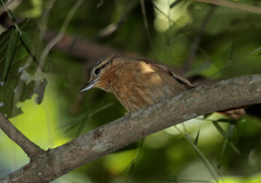 Anabacerthia lichtensteini