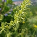 Silene densiflora - Photo no rights reserved, uploaded by Татьяна Прозорова