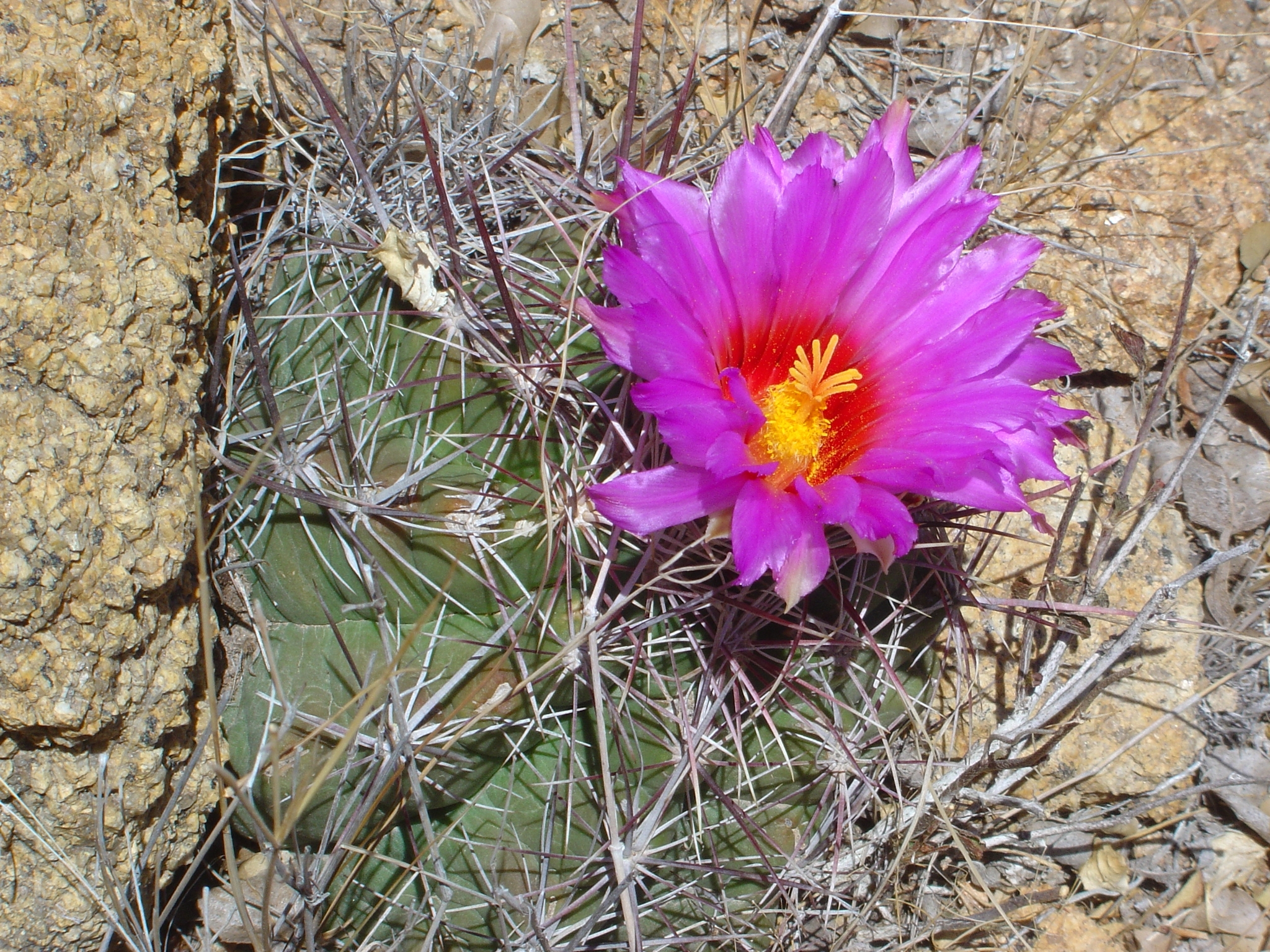 Thelocactus