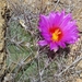 Thelocactus - Photo (c) M. Socorro González Elizondo, some rights reserved (CC BY-SA), uploaded by M. Socorro González Elizondo