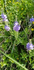 Veronica austriaca