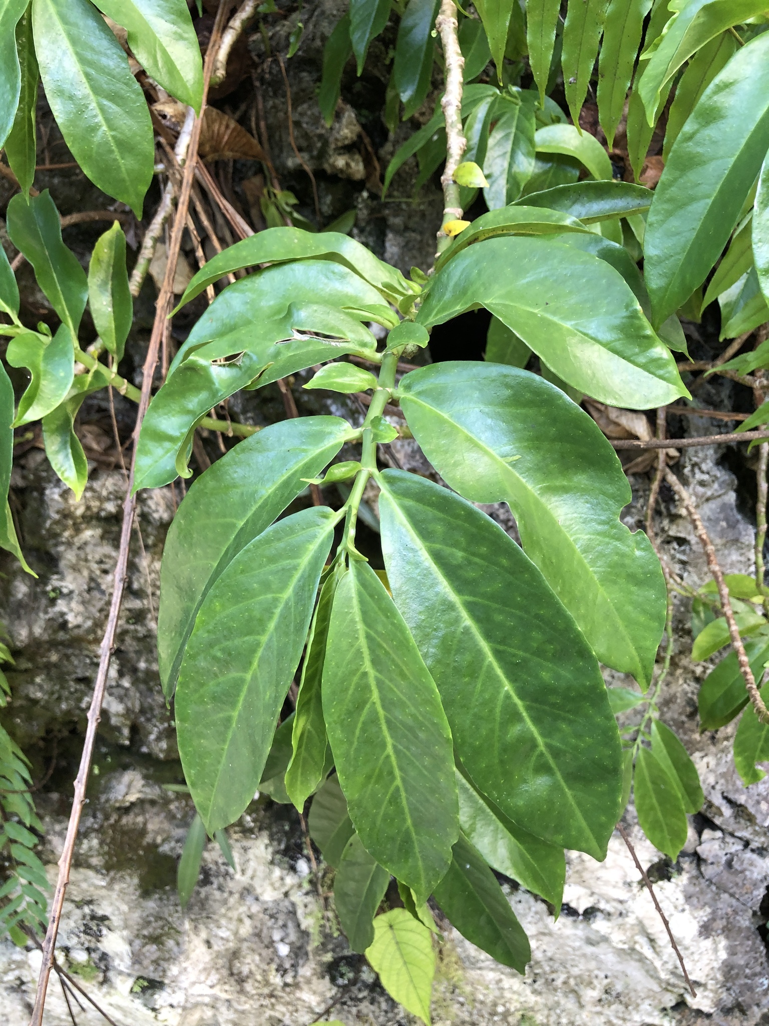 Imagem de Procris pedunculata