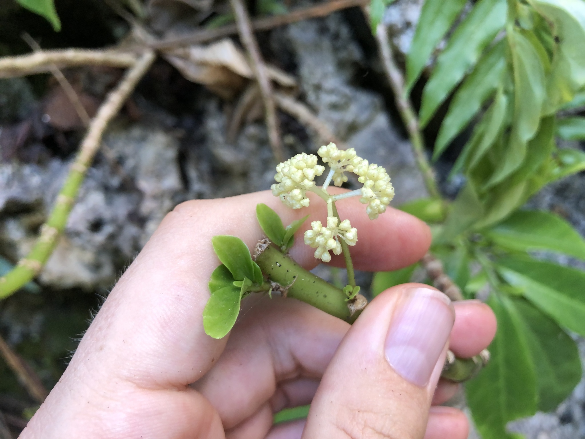 Imagem de Procris pedunculata