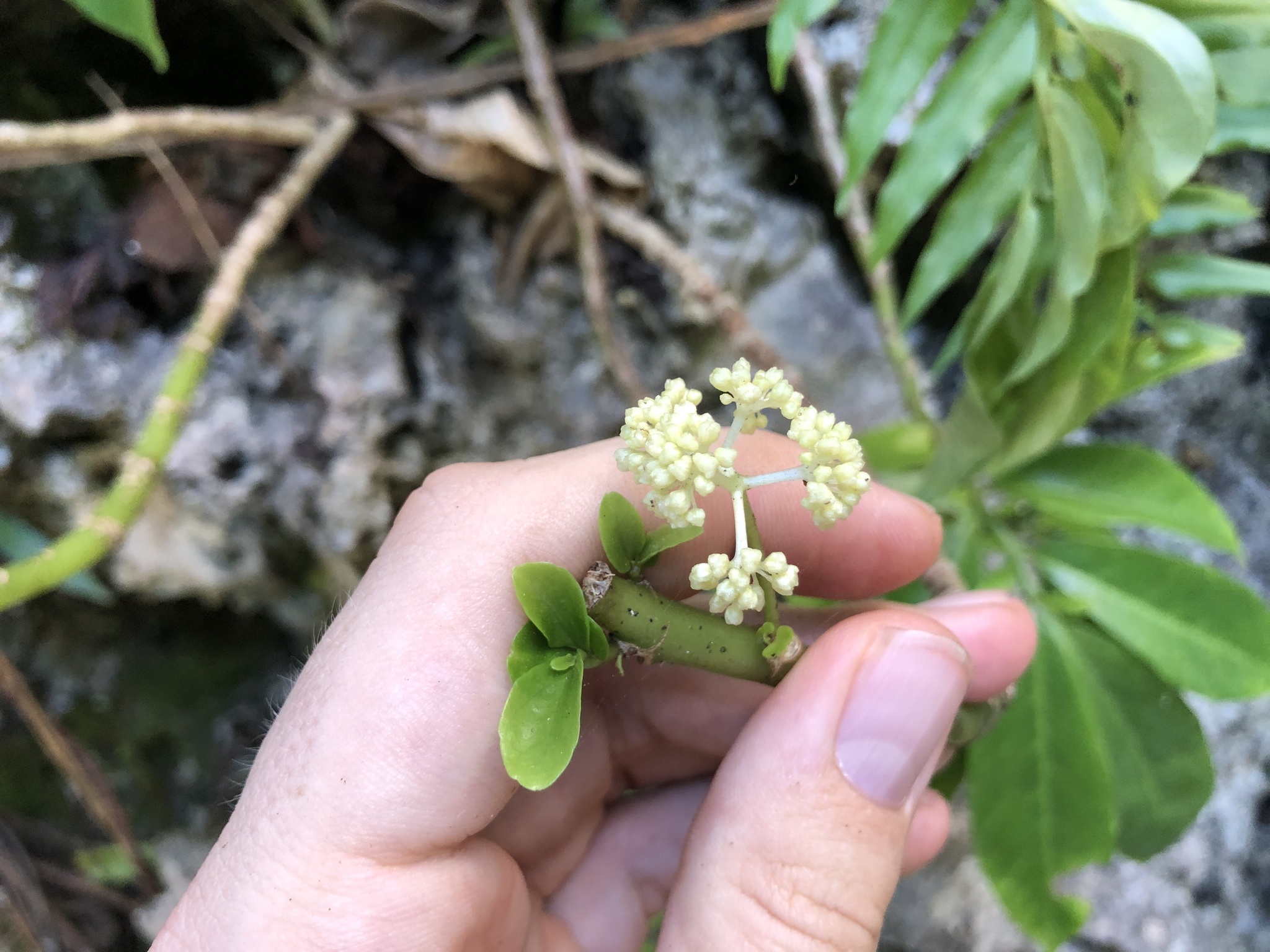 Imagem de Procris pedunculata