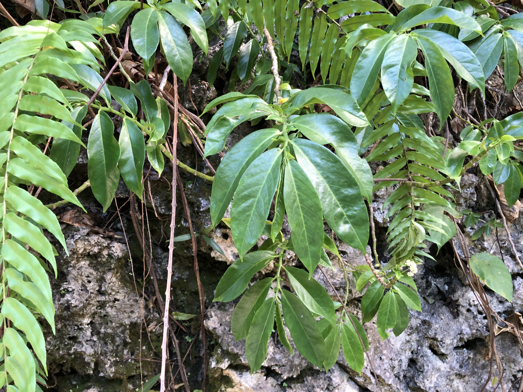 Imagem de Procris pedunculata