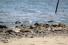 Pluvialis squatarola