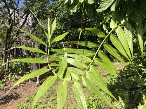 Flagellaria gigantea