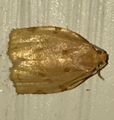 Archips rileyana