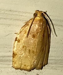 Archips rileyana