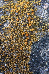Polycauliona bolacina