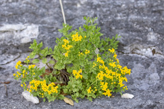 Perityle lindheimeri