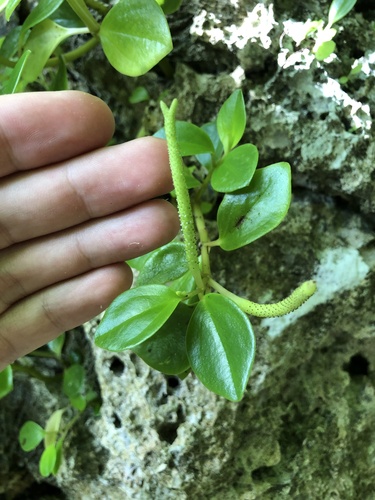 Peperomia pallida observed 2024-06-05