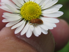 Coleoptera