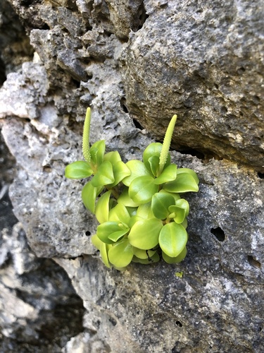 Peperomia pallida observed 2024-06-05