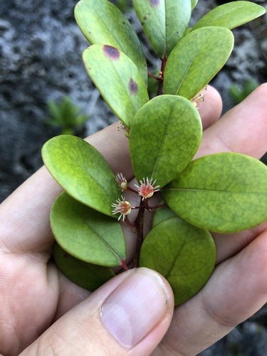 Xylosma orbiculata observed 2024-06-05