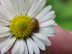 Coleoptera