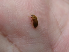 Coleoptera