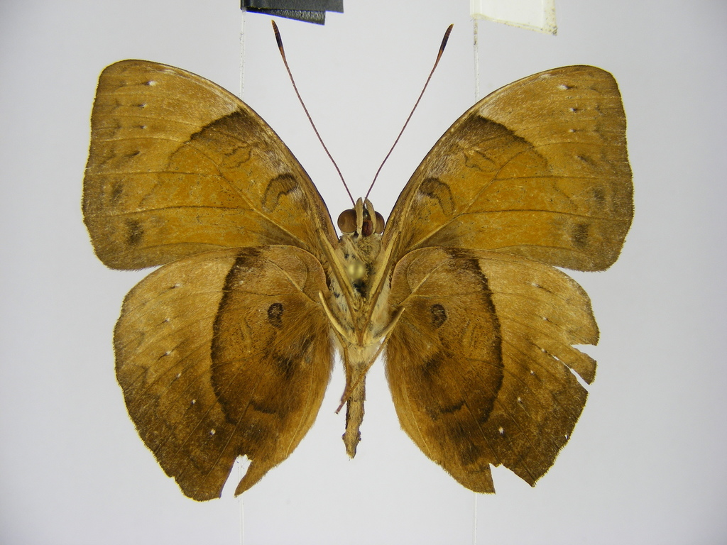 Doricleana