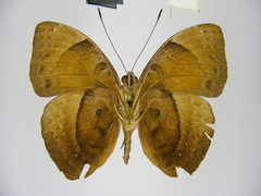 Euriphene doriclea infusca