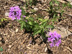 Glandularia canadensis
