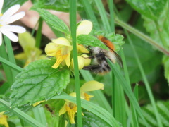 Bombus pascuorum