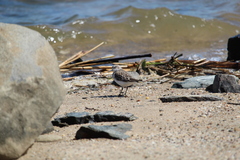 Calidris pusilla