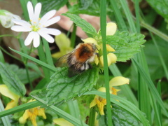 Bombus pascuorum