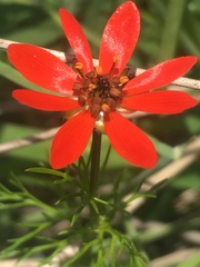 Adonis flammea