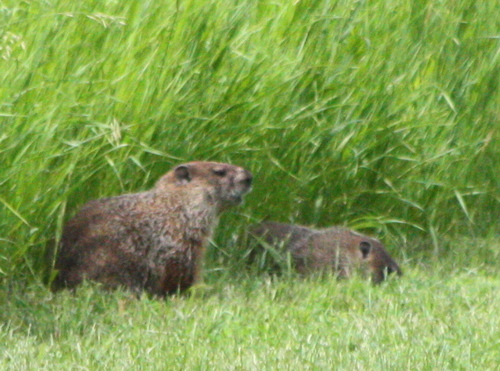 Marmota monax