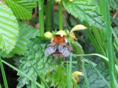 Bombus pascuorum