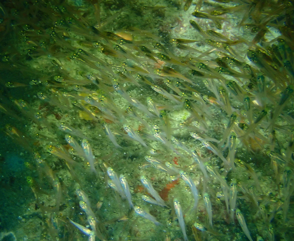 Swallowtail Cardinalfish