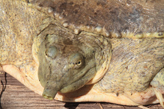 Apalone spinifera guadalupensis