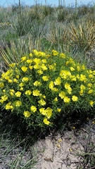 Oenothera berlandieri berlandieri
