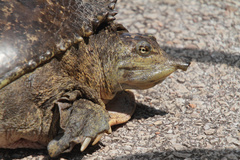 Apalone spinifera guadalupensis