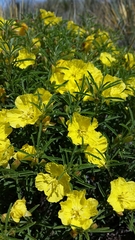 Oenothera berlandieri berlandieri