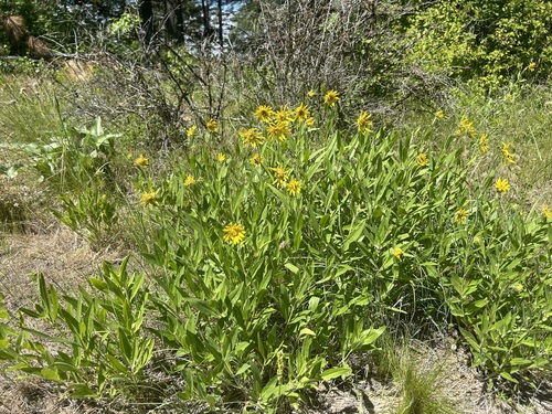 Image of Helianthella uniflora by (c) John G. Phillips, some rights reserved (CC BY)