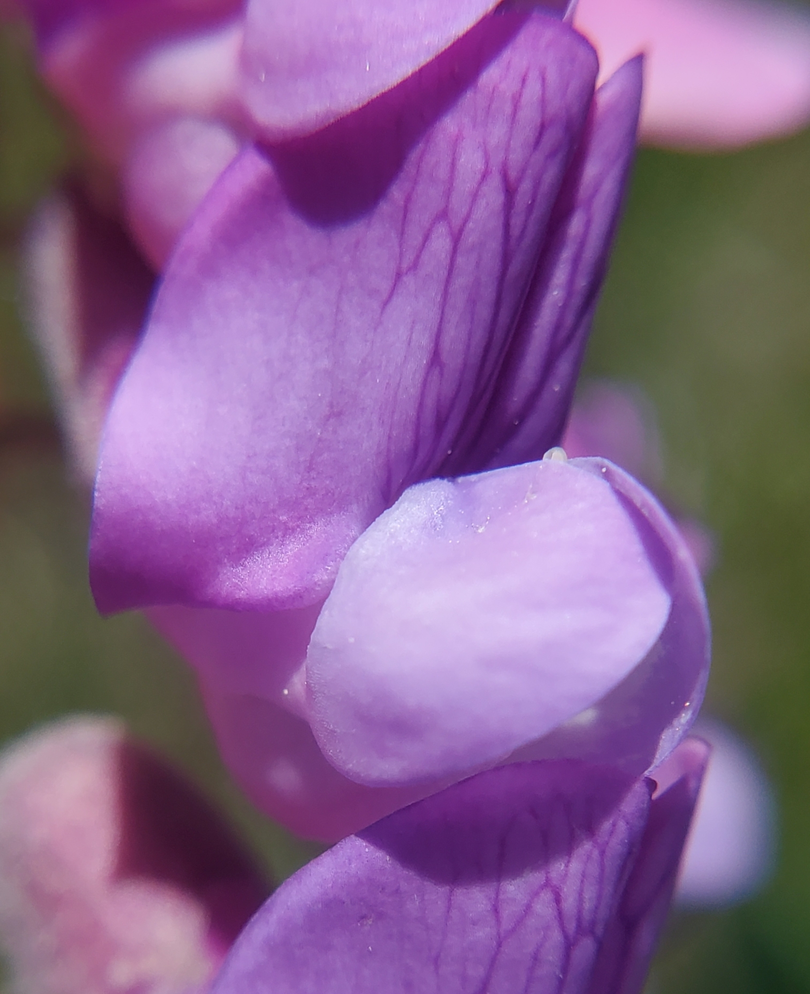 Lathyrus venosus var. intonsus
