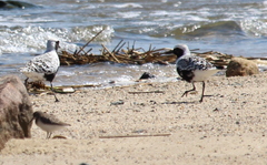 Pluvialis squatarola