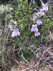 Penstemon jamesii