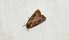Agrotis vancouverensis