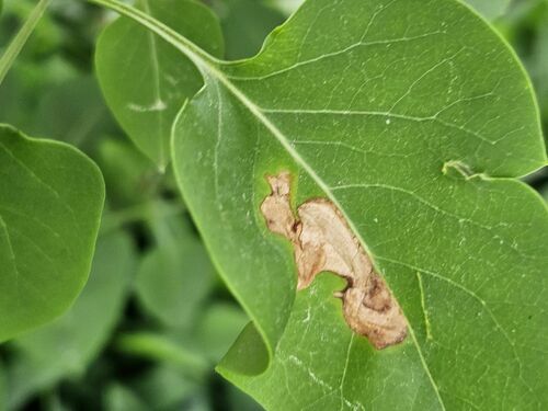Lilac Leafminer Moth photo 4