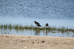 Tringa melanoleuca