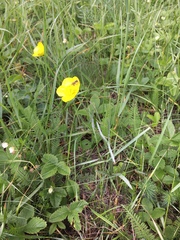 Ranunculus illyricus
