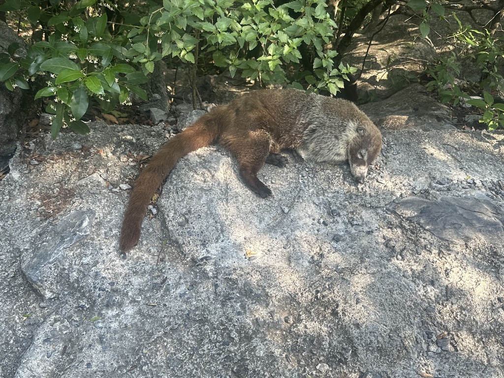 White-nosed Coati from Sierra de la Marta, Monterrey, N.L., MX on June ...