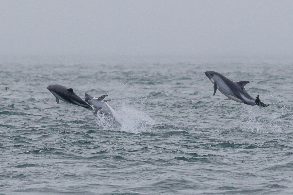 Several Peale's dolphins leaping over choppy grey water